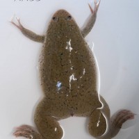 African Clawed Frog